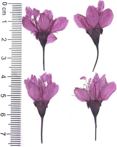 12pcs Natural Dried Flowers Real Flower Pressed Sakura Flower Scrapbooking Embellishments for DIY Resin Ornament Crafts Candle Making in Saudi Arabia