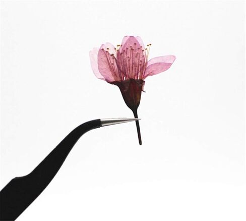 12pcs Natural Dried Flowers Real Flower Pressed Sakura Flower Scrapbooking Embellishments for DIY Resin Ornament Crafts Candle Making in Saudi Arabia