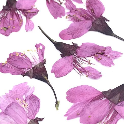 12pcs Natural Dried Flowers Real Flower Pressed Sakura Flower Scrapbooking Embellishments for DIY Resin Ornament Crafts Candle Making in Saudi Arabia