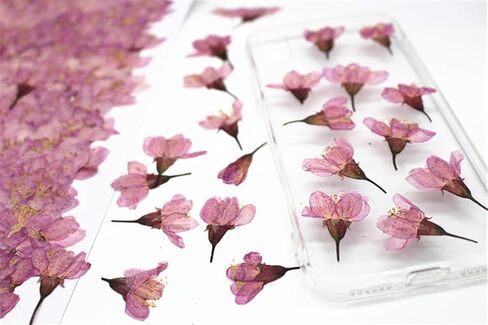 12pcs Natural Dried Flowers Real Flower Pressed Sakura Flower Scrapbooking Embellishments for DIY Resin Ornament Crafts Candle Making in Saudi Arabia