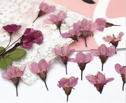 12pcs Natural Dried Flowers Real Flower Pressed Sakura Flower Scrapbooking Embellishments for DIY Resin Ornament Crafts Candle Making in Saudi Arabia