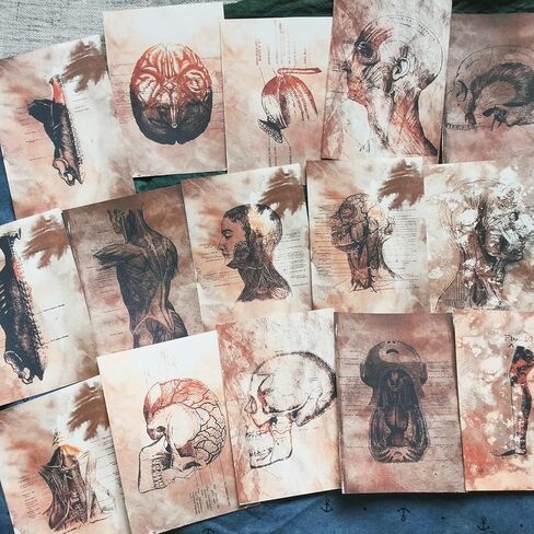 Vilikya 25pcs Junk Journal Supplies Vintage Anatomy Theme Ephemera Kit for DIY Scrapbook,Decoupage Paper, Collage Card, Bookmark Tag Art Bullet,Card Making, Mixed Media in Kuwait