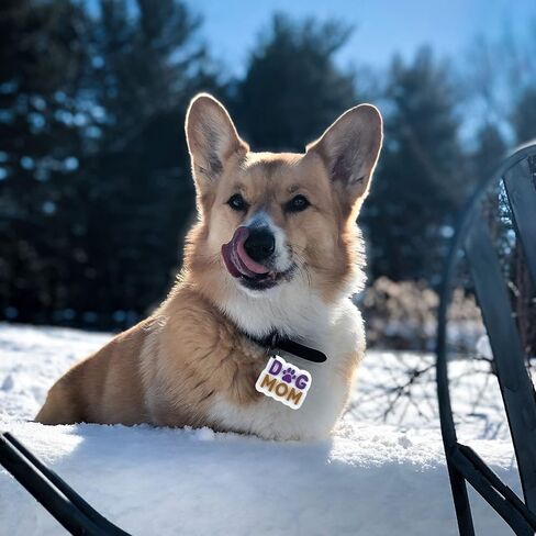 6 عبوات من قوالب الراتنج من السيليكون لصنع سلسلة المفاتيح والقطط والكلاب والقطط والحيوانات الاليفة مع 12 حلقة مفاتيح للقلادات والحرف اليدوية وصناعة المجوهرات in Kuwait