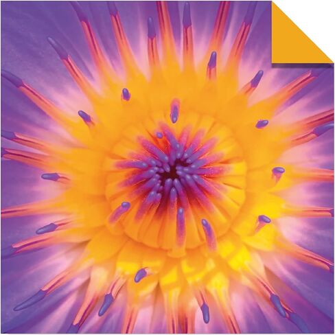 Origami Paper 500 sheets Nature Photo Patterns 6" (15 cm): Tuttle Origami Paper: High-Quality Double-Sided Origami Sheets Printed with 12 Different Designs (Instructions for 6 Projects Included) in Saudi Arabia