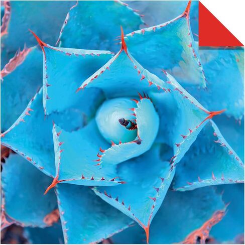 Origami Paper 500 sheets Nature Photo Patterns 6" (15 cm): Tuttle Origami Paper: High-Quality Double-Sided Origami Sheets Printed with 12 Different Designs (Instructions for 6 Projects Included) in Saudi Arabia