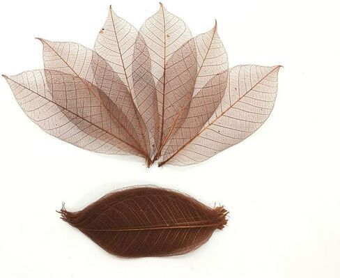 100 قطعة من اوراق الشجر الكبيرة والهيكل العظمي واوراق الشجر المطاطية الطبيعية لسجل القصاصات والحرف اليدوية وبطاقات الزفاف in Kuwait