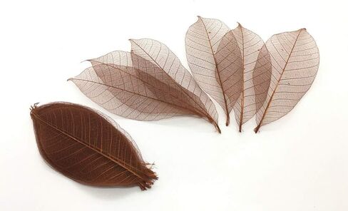 100 قطعة من اوراق الشجر الكبيرة والهيكل العظمي واوراق الشجر المطاطية الطبيعية لسجل القصاصات والحرف اليدوية وبطاقات الزفاف in Kuwait
