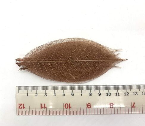 100 قطعة من اوراق الشجر الكبيرة والهيكل العظمي واوراق الشجر المطاطية الطبيعية لسجل القصاصات والحرف اليدوية وبطاقات الزفاف in Kuwait