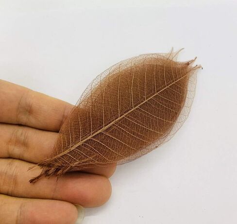 100 قطعة من اوراق الشجر الكبيرة والهيكل العظمي واوراق الشجر المطاطية الطبيعية لسجل القصاصات والحرف اليدوية وبطاقات الزفاف in Kuwait