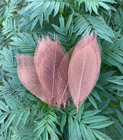 100 قطعة من اوراق الشجر الكبيرة والهيكل العظمي واوراق الشجر المطاطية الطبيعية لسجل القصاصات والحرف اليدوية وبطاقات الزفاف in Kuwait