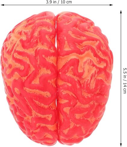 NUOBESTY هالوين محاكاة الفينيل الدماغ الدموي 1 قطعة، هالوين خدعة مخيف الدعامة مزحة أداة محاكاة الدعامة الاصطناعي الدم الدماغ حزب مهرجان أجزاء لمنزل مسكون in Kuwait