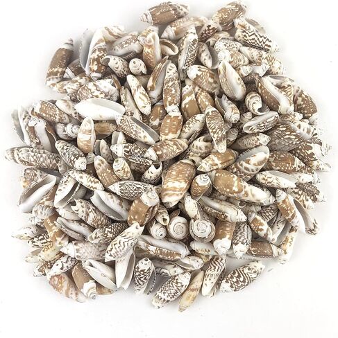 Heyiwell 8oz (220pc+) صدف زيتوني، صدف شاطئ المحيط لصنع الشموع، ديكور المنزل، خزان الأسماك وحشو المزهرية 1 بوصة ~ 1.5 بوصة in Saudi Arabia