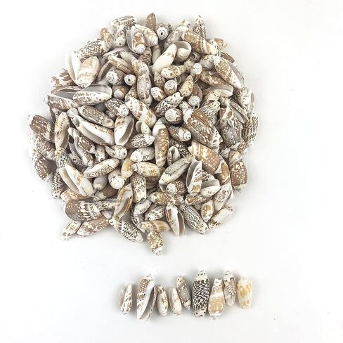 Heyiwell 8oz (220pc+) صدف زيتوني، صدف شاطئ المحيط لصنع الشموع، ديكور المنزل، خزان الأسماك وحشو المزهرية 1 بوصة ~ 1.5 بوصة in Saudi Arabia