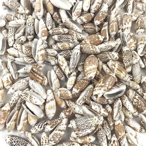 Heyiwell 8oz (220pc+) صدف زيتوني، صدف شاطئ المحيط لصنع الشموع، ديكور المنزل، خزان الأسماك وحشو المزهرية 1 بوصة ~ 1.5 بوصة in Saudi Arabia
