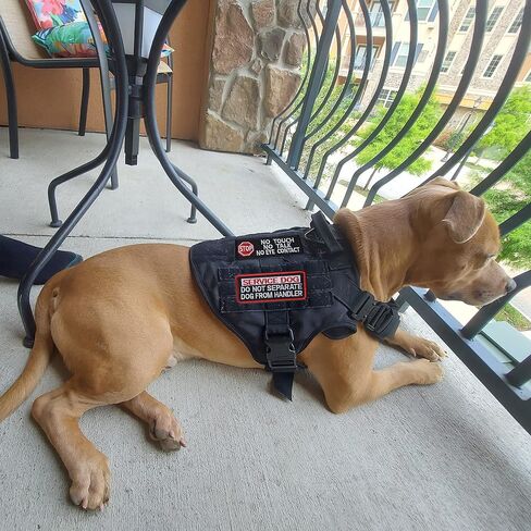 10 Pieces Service Dog K9 Please Don't Pet Me in Training No Touch Full Embroidered Badge Emblem Patch for Service Dogs Harness Vest Clothes in Kuwait