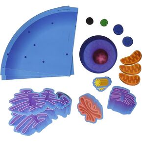 Learning Resources Giant Magnetic Animal Cell, Classroom Supplies, 4 Piece Animal Cell, Ages 9+