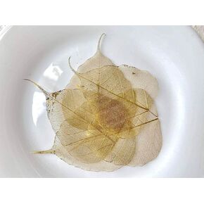 100 قطعة من أوراق الهيكل العظمي وأوراق ذهبية وأوراق اللبخ الطبيعية من أجل الحرف اليدوية المصنوعة من الراتنج وقصاصات القصاصات DIY وبطاقات الزفاف وأوراق صغيرة (ذهبي) in Kuwait