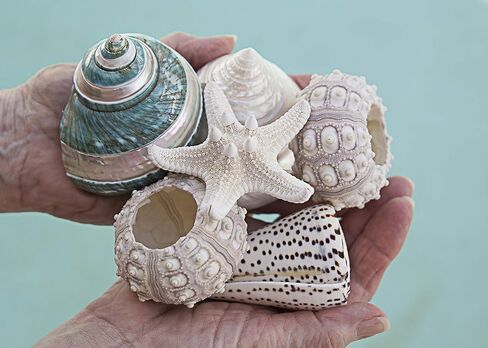 مجموعة صدف البحر الفاخرة | 3 اصداف بحرية فريدة - 2 قنفذ بحر سبوتنيك ونجم البحر نوبي | ديكور منزل الشاطئ in Kuwait