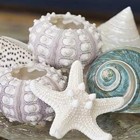 مجموعة صدف البحر الفاخرة | 3 اصداف بحرية فريدة - 2 قنفذ بحر سبوتنيك ونجم البحر نوبي | ديكور منزل الشاطئ in Kuwait