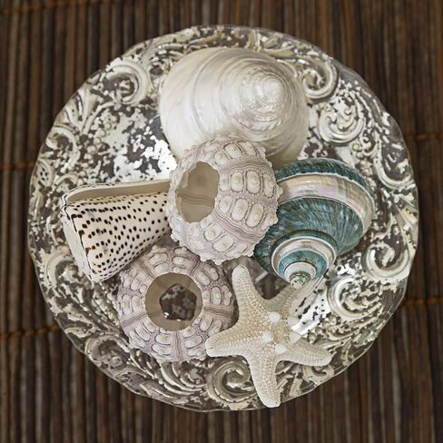 مجموعة صدف البحر الفاخرة | 3 اصداف بحرية فريدة - 2 قنفذ بحر سبوتنيك ونجم البحر نوبي | ديكور منزل الشاطئ in Kuwait