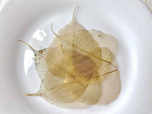 100 قطعة من أوراق الهيكل العظمي وأوراق ذهبية وأوراق اللبخ الطبيعية من أجل الحرف اليدوية المصنوعة من الراتنج وقصاصات القصاصات DIY وبطاقات الزفاف وأوراق صغيرة (ذهبي) in Kuwait