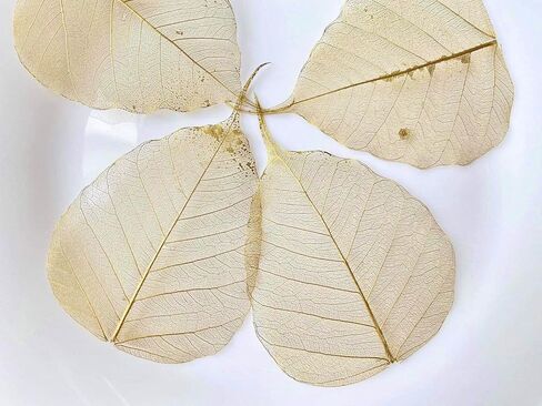 100 قطعة من أوراق الهيكل العظمي وأوراق ذهبية وأوراق اللبخ الطبيعية من أجل الحرف اليدوية المصنوعة من الراتنج وقصاصات القصاصات DIY وبطاقات الزفاف وأوراق صغيرة (ذهبي) in Kuwait