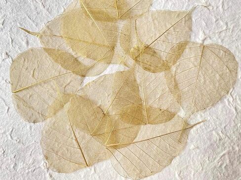 100 قطعة من أوراق الهيكل العظمي وأوراق ذهبية وأوراق اللبخ الطبيعية من أجل الحرف اليدوية المصنوعة من الراتنج وقصاصات القصاصات DIY وبطاقات الزفاف وأوراق صغيرة (ذهبي) in Kuwait