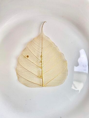 100 قطعة من أوراق الهيكل العظمي وأوراق ذهبية وأوراق اللبخ الطبيعية من أجل الحرف اليدوية المصنوعة من الراتنج وقصاصات القصاصات DIY وبطاقات الزفاف وأوراق صغيرة (ذهبي) in Kuwait