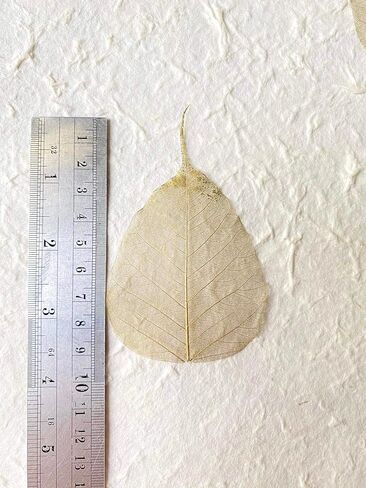 100 قطعة من أوراق الهيكل العظمي وأوراق ذهبية وأوراق اللبخ الطبيعية من أجل الحرف اليدوية المصنوعة من الراتنج وقصاصات القصاصات DIY وبطاقات الزفاف وأوراق صغيرة (ذهبي) in Kuwait