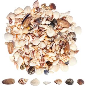 ايرا بوليت اصداف بحر صغيرة مختلطة لولبية متنوعة لتزيين الشاطئ وديكور المنزل وحفلات الزفاف بطابع الشاطئ والحرف اليدوية وحوض السمك وحشو المزهرية (5 عبوات) in Kuwait