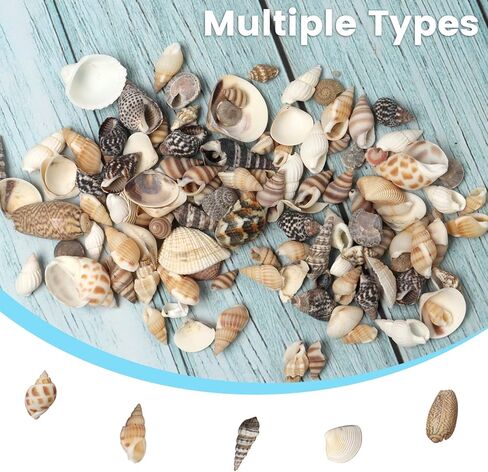 ايرا بوليت اصداف بحر صغيرة مختلطة لولبية متنوعة لتزيين الشاطئ وديكور المنزل وحفلات الزفاف بطابع الشاطئ والحرف اليدوية وحوض السمك وحشو المزهرية (5 عبوات) in Kuwait
