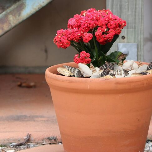 ايرا بوليت اصداف بحر صغيرة مختلطة لولبية متنوعة لتزيين الشاطئ وديكور المنزل وحفلات الزفاف بطابع الشاطئ والحرف اليدوية وحوض السمك وحشو المزهرية (5 عبوات) in Kuwait