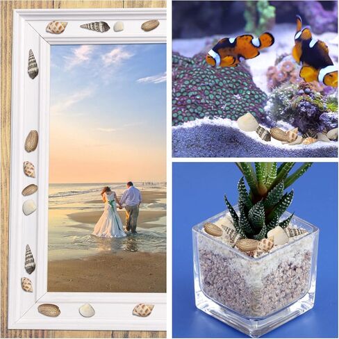 ايرا بوليت اصداف بحر صغيرة مختلطة لولبية متنوعة لتزيين الشاطئ وديكور المنزل وحفلات الزفاف بطابع الشاطئ والحرف اليدوية وحوض السمك وحشو المزهرية (5 عبوات) in Kuwait