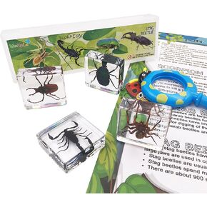 4 Real Bugs Insect Arachnid Resin Specimen STEM Set Magnifier Fun Fact Sheet Poster