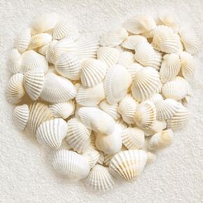 Jangostor 0.68LB(100pc+) Small Sea Shells Small Tiny Sea Shells Clam Shells Bulk Natural Scallop Shells for Home Decor Beach Theme Party Fish Tank Vase Filler
