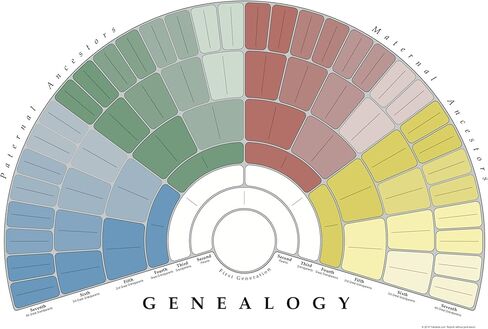 مخطط مروحة ملصق الحائط لشجرة العائلة من TreeSeek® | نموذج نسب كبير ملون وفارغ وقابل للتعبئة لأبحاث النسب وتاريخ العائلة | طباعة ديكور 2pk in Kuwait