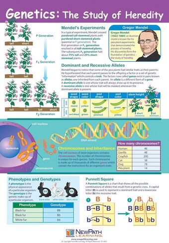 NewPath Learning Genetics: The Study of Heredity Poster - Laminated, Full-Color, 23" x 35" (34-6110) in Saudi Arabia