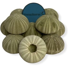 NESSASTORES قنافذ البحر الخضراء صدف الشاطئ لحفلات الزفاف البحرية 1.5 بوصة - 2.5 بوصة #JC-029 (12 قطعة) in Kuwait