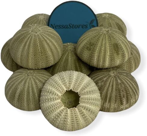 NESSASTORES قنافذ البحر الخضراء صدف الشاطئ لحفلات الزفاف البحرية 1.5 بوصة - 2.5 بوصة #JC-029 (12 قطعة) in Kuwait