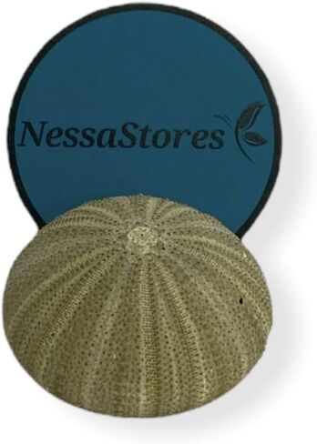 NESSASTORES قنافذ البحر الخضراء صدف الشاطئ لحفلات الزفاف البحرية 1.5 بوصة - 2.5 بوصة #JC-029 (12 قطعة) in Kuwait