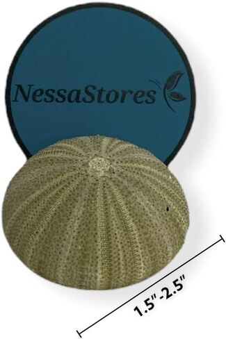 NESSASTORES قنافذ البحر الخضراء صدف الشاطئ لحفلات الزفاف البحرية 1.5 بوصة - 2.5 بوصة #JC-029 (12 قطعة) in Kuwait