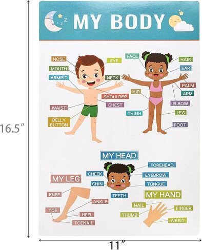 Jucoan 32 Pack Educational Posters For Preschoolers Toddlers 16.5 x 11 Inch Learning Posters for Kindergarten Nursery Homeschool Classroom Teach Numbers Alphabet Colors Days  in Saudi Arabia