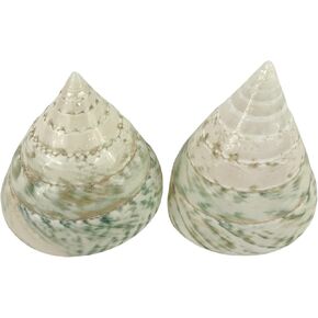 MMvloesy 2Pc Hermit Crab Shells,Turbo Shells,Green Argystoma Turbo Banded Seashells for DIY Hermit Crab House Home Decor 2"~ 3" Inch