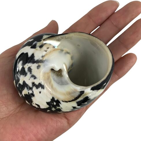 MMvloesy 2Pc Hermit Crab Shells,Turbo Shells,Green Argystoma Turbo Banded Seashells for DIY Hermit Crab House Home Decor 2"~ 3" Inch in Kuwait