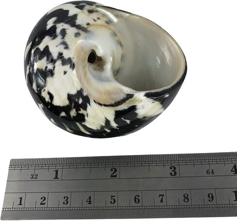 MMvloesy 2Pc Hermit Crab Shells,Turbo Shells,Green Argystoma Turbo Banded Seashells for DIY Hermit Crab House Home Decor 2"~ 3" Inch in Kuwait