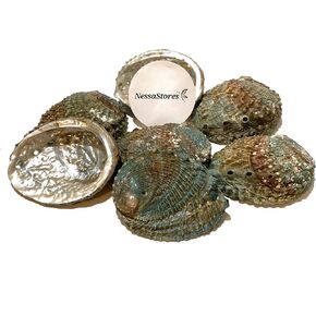 1 Abalone Shell 4 to 5 Inches | Beautiful All Natural Smudge Bowl - Perfect for Smudge Sticks, Incense Sticks and a Sage Smudge Kit. JC-011 in Kuwait