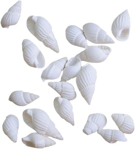 ULTNICE أصداف كبيرة قطعة واحدة من أصداف البحر الصغيرة، أصداف بحرية صغيرة، أصداف صغيرة طبيعية للحرف اليدوية اليدوية على شاطئ المحيط وديكور المنزل أصداف صغيرة in Saudi Arabia