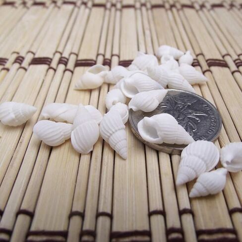 ULTNICE أصداف كبيرة قطعة واحدة من أصداف البحر الصغيرة، أصداف بحرية صغيرة، أصداف صغيرة طبيعية للحرف اليدوية اليدوية على شاطئ المحيط وديكور المنزل أصداف صغيرة in Saudi Arabia