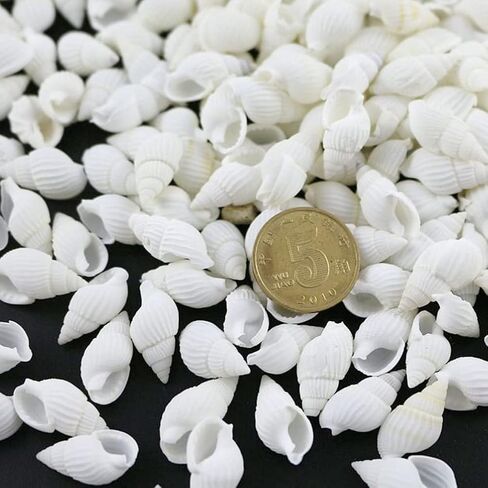 ULTNICE أصداف كبيرة قطعة واحدة من أصداف البحر الصغيرة، أصداف بحرية صغيرة، أصداف صغيرة طبيعية للحرف اليدوية اليدوية على شاطئ المحيط وديكور المنزل أصداف صغيرة in Saudi Arabia
