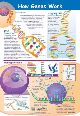 NewPath Learning How Genes Work Poster - Laminated, Full-Color, 23" x 35" in Saudi Arabia